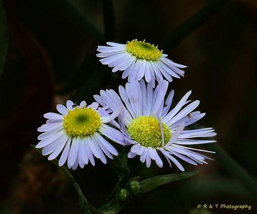 {Erigeron strigosus}